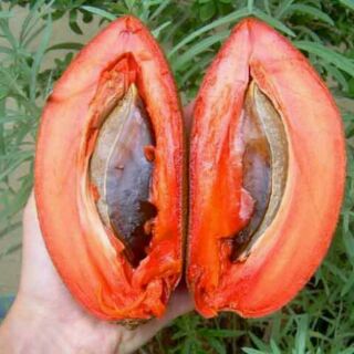 Cây hồng xiêm ruột đỏ