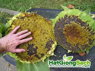 Hạt giống Hướng dương khổng lồ