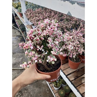 sen đá đô la gốc thụ