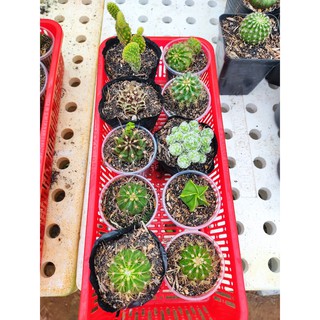 Combo 10 xương rồng đủ loại