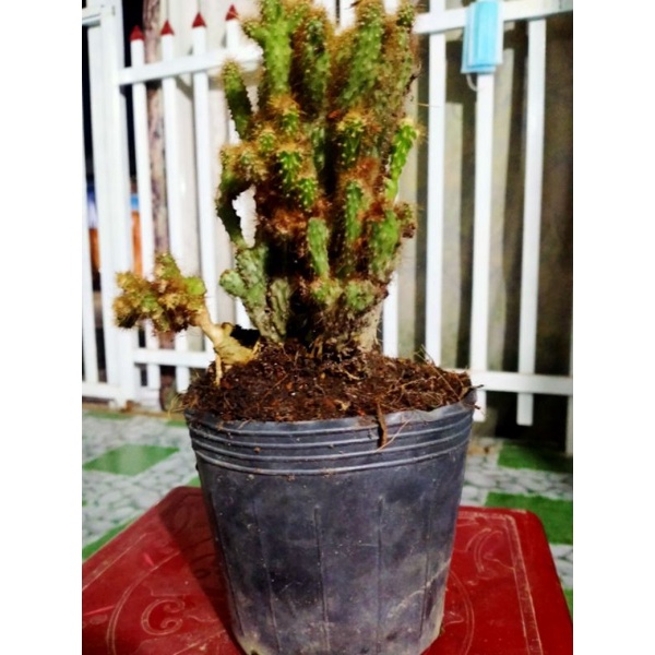 Xương rồng núi vàng