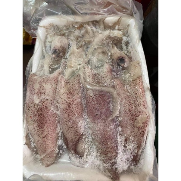MỰC ỐNG - Khay 500gr