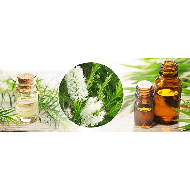 Tinh Dầu Tràm Cao Cấp – Camellia