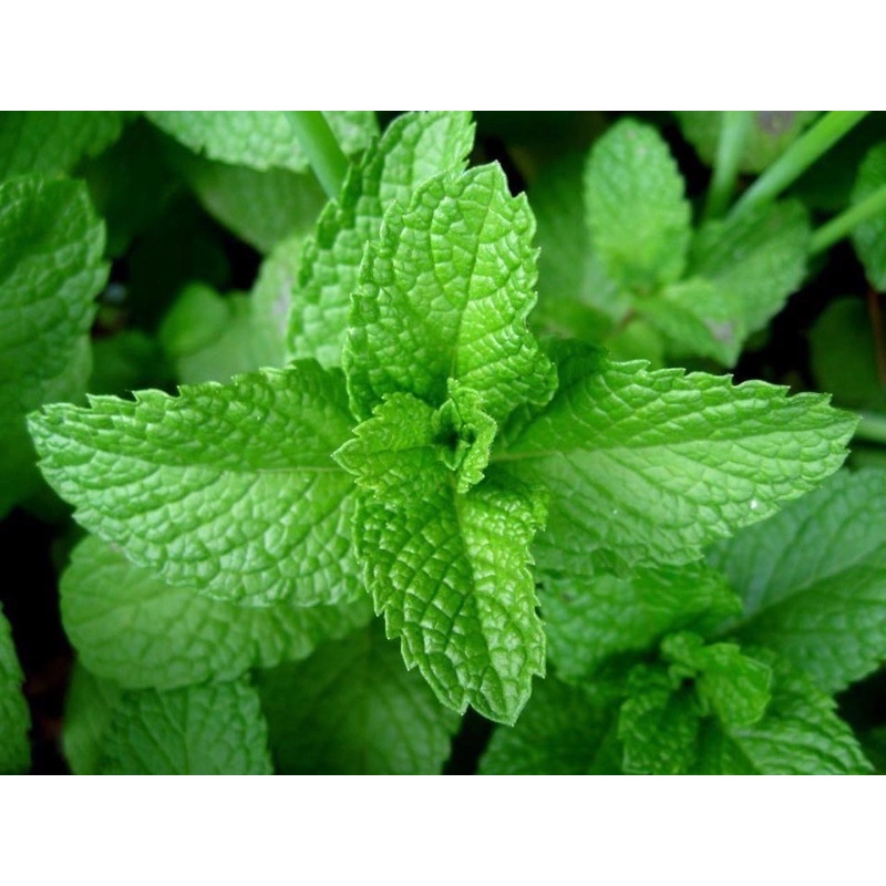 [ Deal Hot] 100ml Dầu dừa Massage Cho Mẹ Bầu và Em bé - Dầu massage ngăn ngừa và giảm rạn da