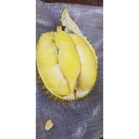 Sầu thái Lâm Đồng