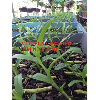 Combo 5 Kie Phi điệp tím chuẩn gốc Hòa Bình