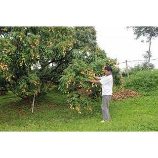 cây giống vải thiều (cho thu hoạch siêu sớm)