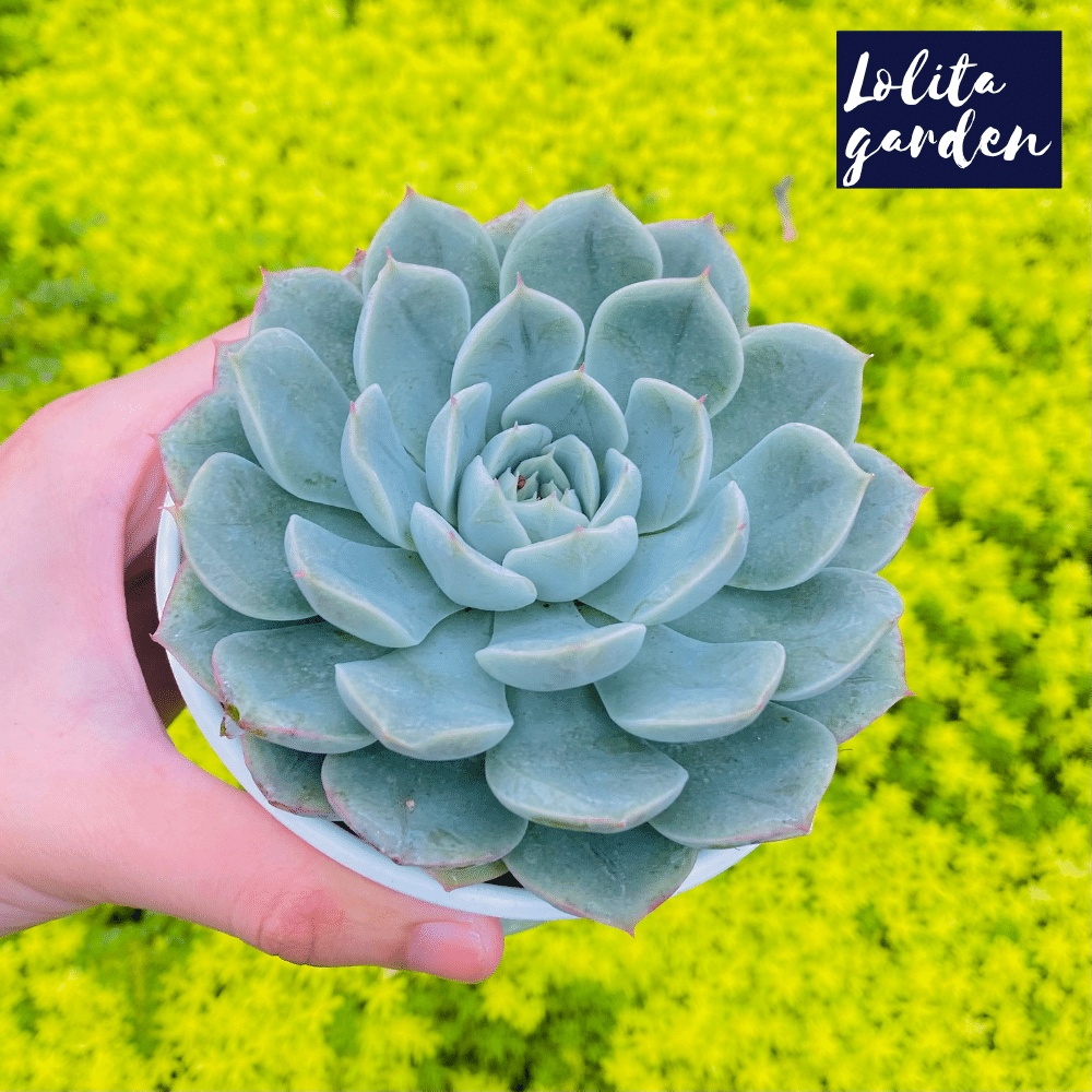 Sen đá liên đài trắng Đà Lạt size trung bình cây cảnh trang trí nhà cửa Lolita garden