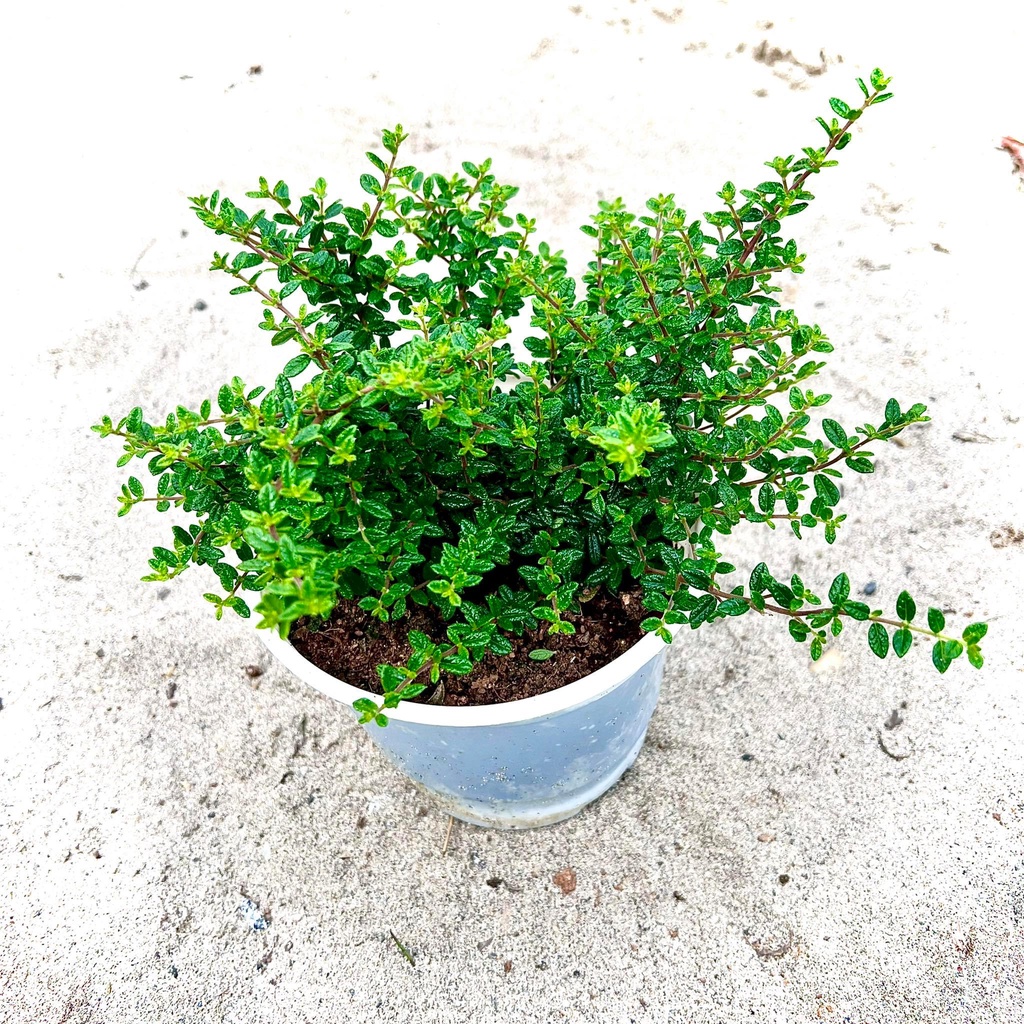Cây hàm hương (Nashia inaguensis) -Cây thảo mộc có mùi thơm cam quýt, vani, mật ong, dưa (Ảnh thật)