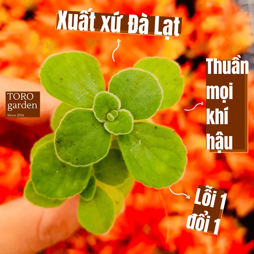 Sen đá nhất mạt hương Đà Lạt size mini cây cảnh trang trí nhà cửa Toro garden