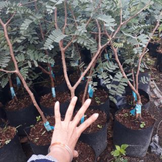 Cây giống Me Thái