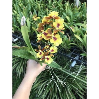 Vũ Nữ Vàng Tiên Cây Giống