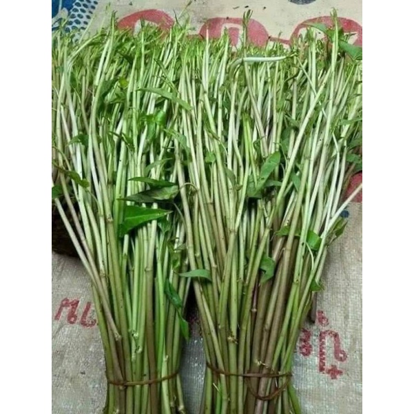10gr hạt giống rau muống siêu ngọn konglang ❤️❤️ Dòn Ngon ❤️❤️ siêu nảy mầm