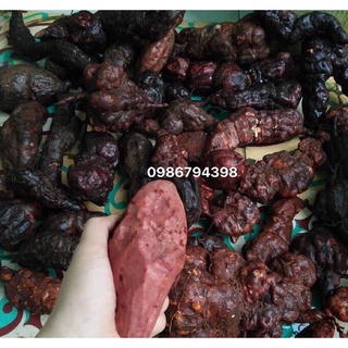 Hà thủ ô đỏ sơ chế đậu đen loại 1