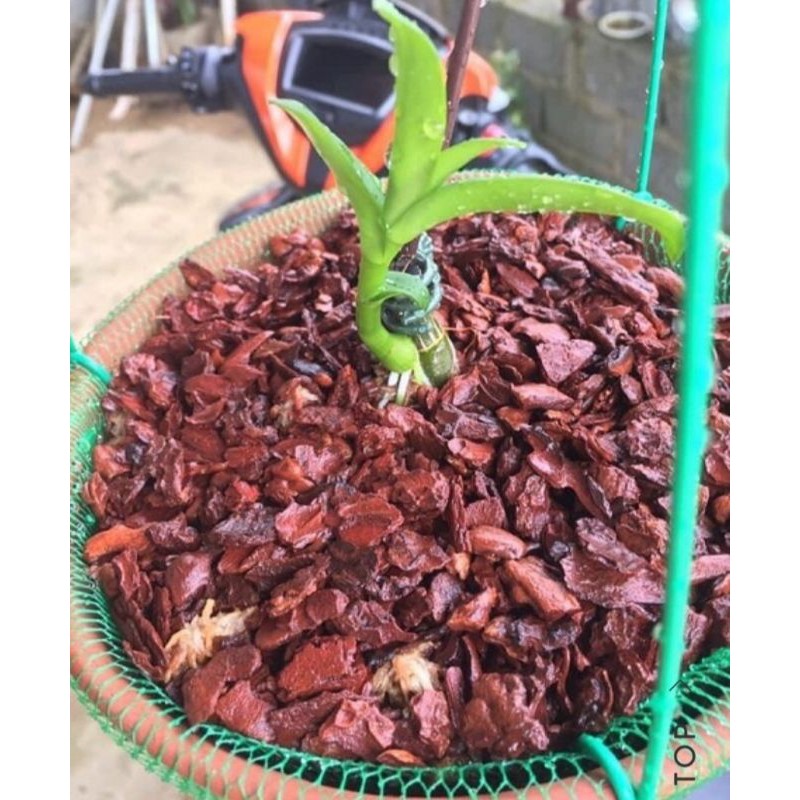 COMBO chậu đỏ 20cm+ phân tan chậm + giá thể trồng lan vỏ thông, xơ dừa đã qua xử lý nấm( trọn bộ cho một chậu lan)