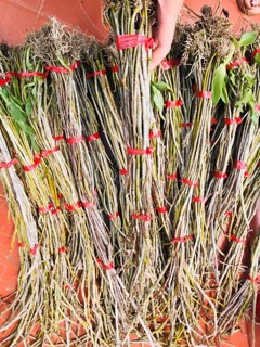 Hạc vỹ Tây Bắc