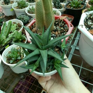 Móng Rồng Xoáy