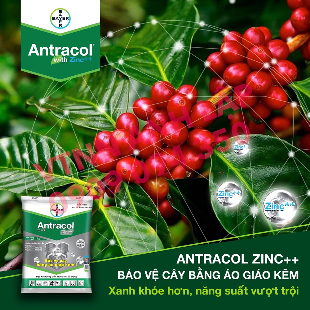 Thuốc trừ nấm bệnh hoa hồng, hoa lan, cây cảnh Antracol 70WP 100g