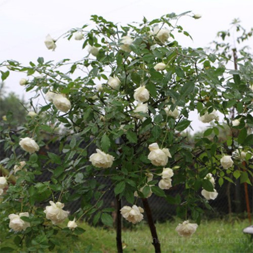 Combo 2 hoa hồng Bạch Ho