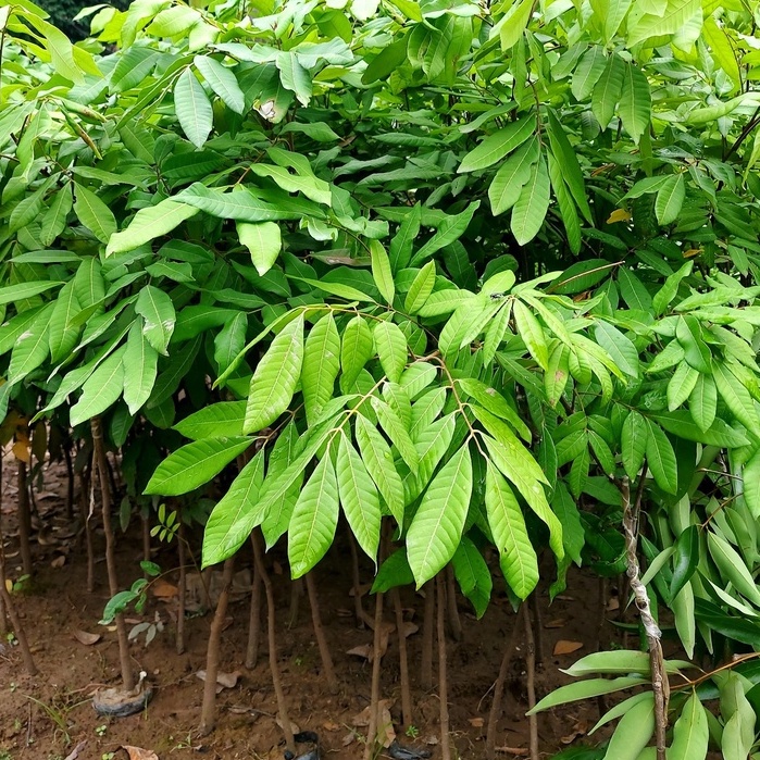 (ẢNH tại vườn) Cây giống Nhãn Lồng Hưng Yên, cây đẹp, giống chuẩn.