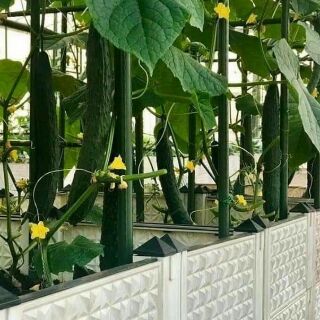 Dưa chuột kiếm DÀI