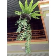 Tổ quạ - giá thể ghép lan tuyệt vời, trang trí sân vườn