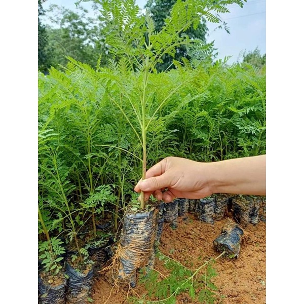 Cây giống muồng anh đào