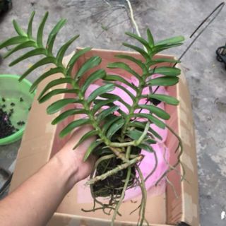 Hoa phong lan cù lao minh