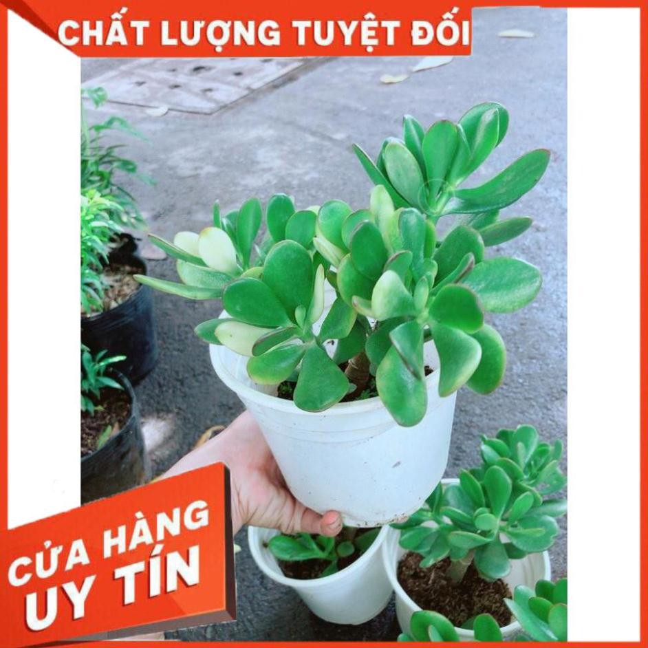 Chậu Ngọc Bích Nhiều Người Mua