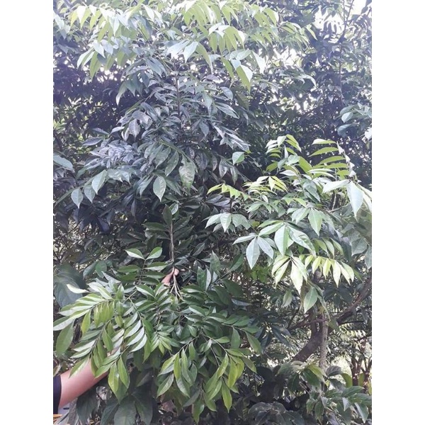 Lá mác mật tươi Lạng Sơn 0.5kg