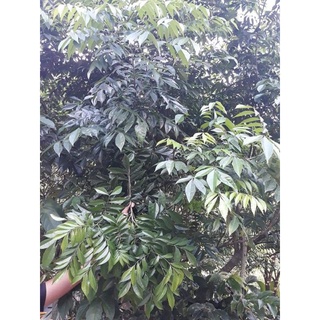 Lá mác mật tươi Lạng Sơn 0.5kg