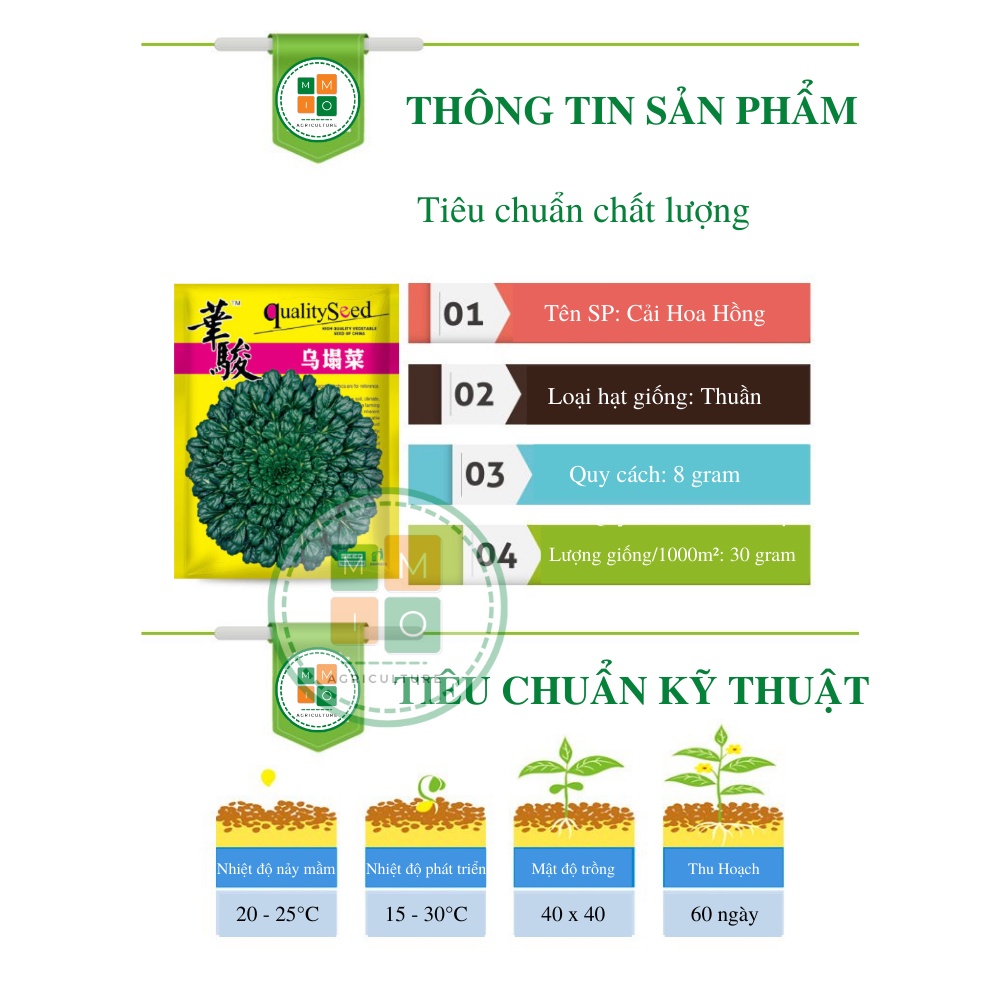 Hạt giống cải hoa hồng chịu nhiệt, giòn ngọt giàu dinh dưỡng