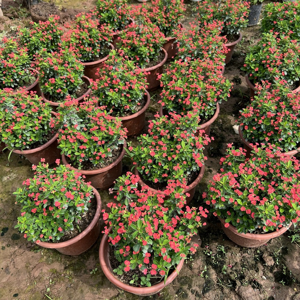 Cây xương rồng bát tiên hoa nhỏ bán kính 20cm, cây hoa nở quanh năm trang trí sân vườn, ban công