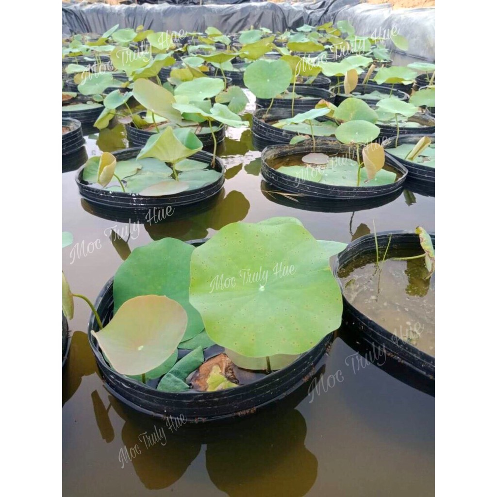 Hạt Giống Sen Trắng Huế 100% Thuần Giống Sen Tiến Vua Hoàng Cung - Mộc Truly Hue's