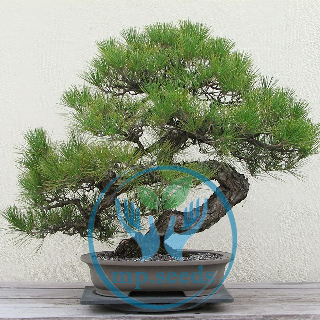 Hạt giống Thông đen 15/20 hạt Hạt giống mới SHOP MỚI KHYẾN MẠI GIÁNG SINH