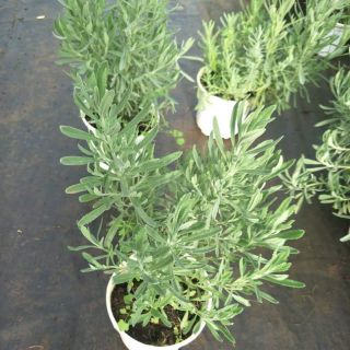  Cây Oải Hương (Lavender) đã thuần khí hậu