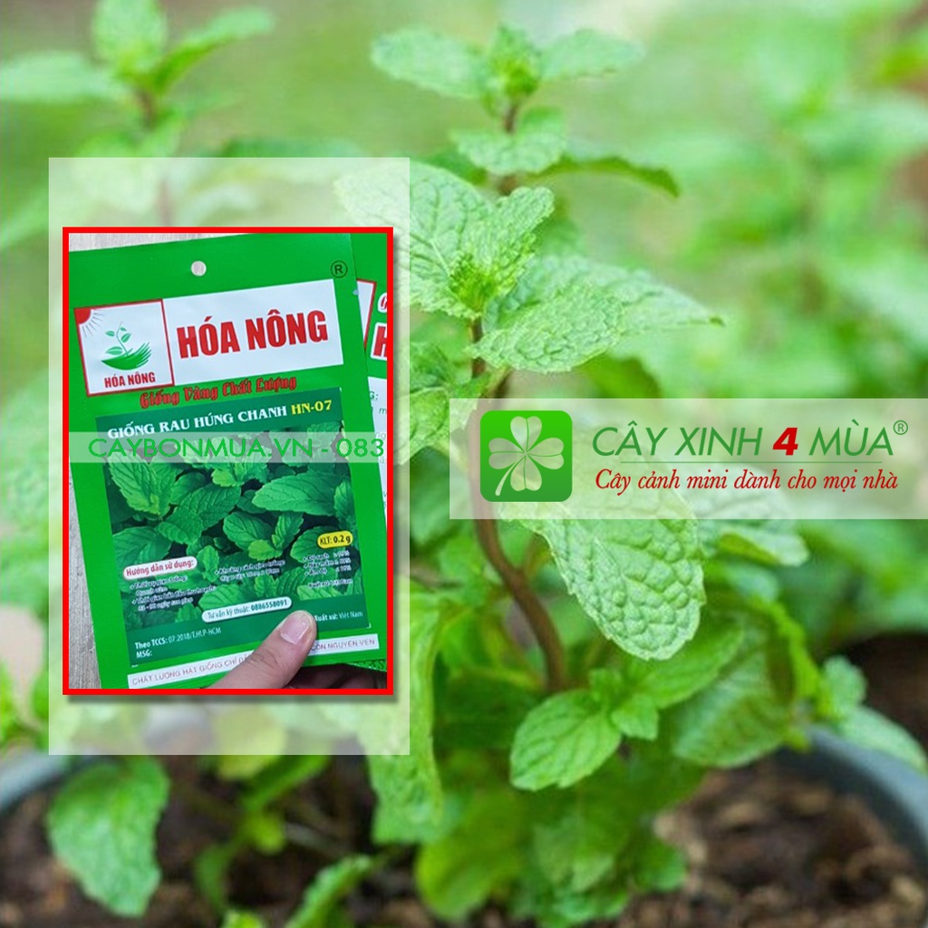Giống Rau Húng Chanh [Giống vàng chất lượng] Gói: 0,2gr