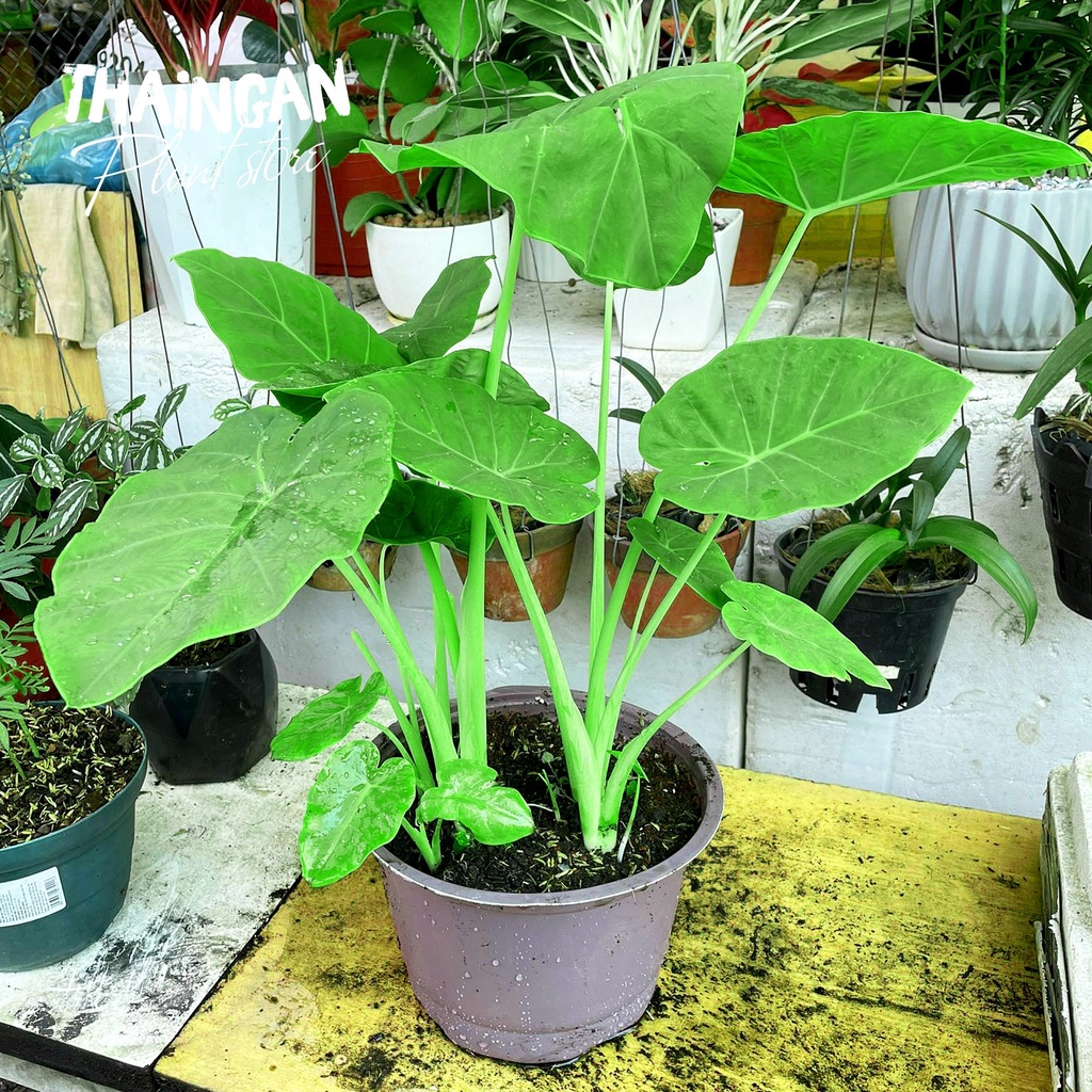 Cây Bạc Hà Dọc Mùng, Rau Sạch Vườn Trồng - Vườn Ươm Thái Ngân