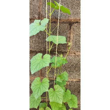 Dây treo dưa lưới, cà chua, sợi SE nông nghiệp  1kg