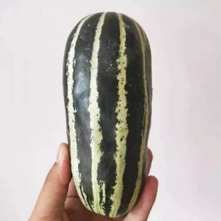 Hạt giống dưa bở titan