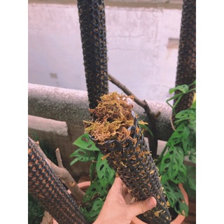 Trụ leo cho cây, trụ trồng cây lõi rêu tự nhiên