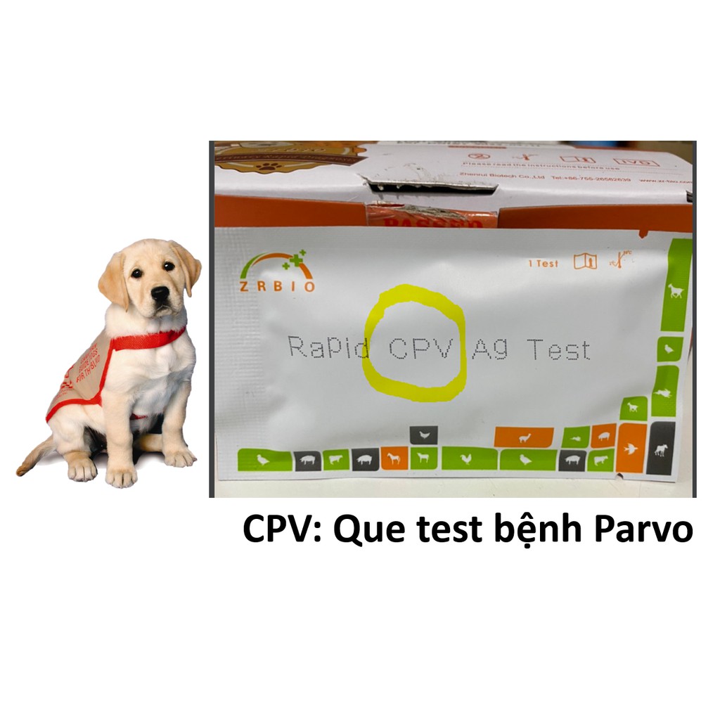 (CPV CDV)(1 que) Test bệnh parvo- que thử bệnh trên chó