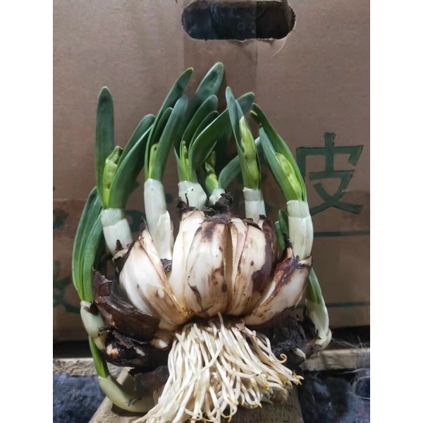 Củ hoa thủy tiên nước