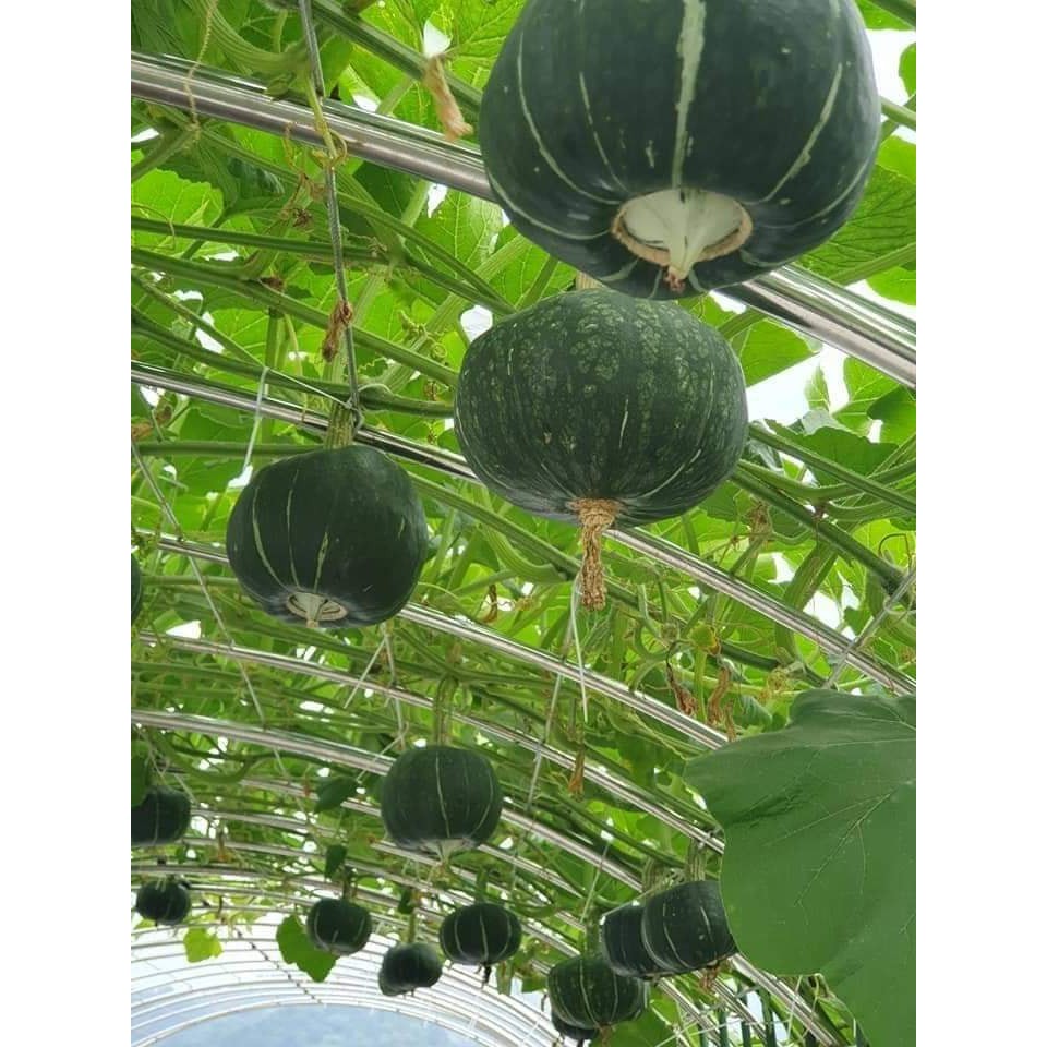 Bí Ngô Butter Cup Mỹ