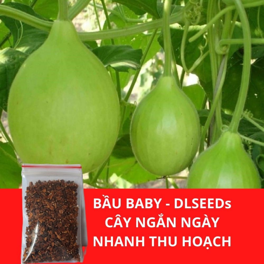 Hạt giống rau ăn củ, quả DLSeeds các loại hạt giống rau ăn củ gói 1G đến 5G dễ ươm trồng, nhanh ra trái.