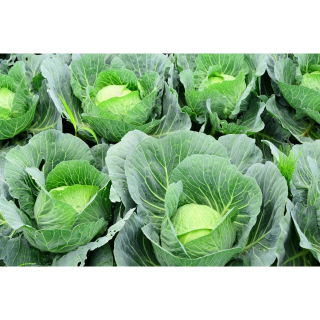 Hạt giống bắp cải tròn chịu nhiệt - tỷ lệ nảy mầm 90%
