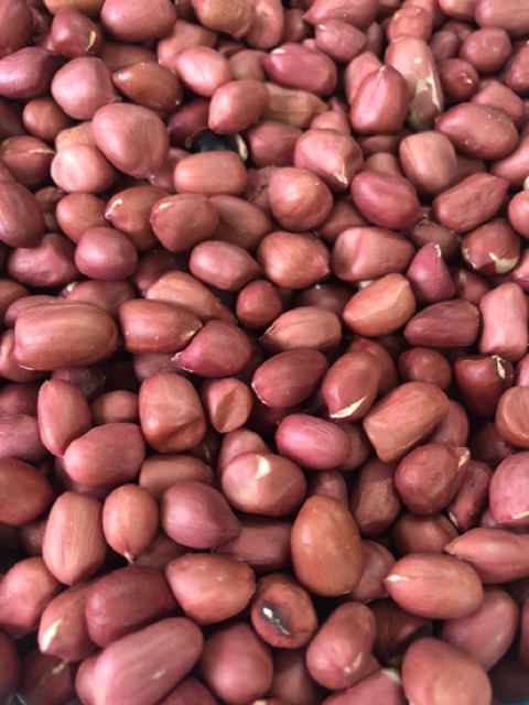 LẠC ĐỎ NGHỆ AN
