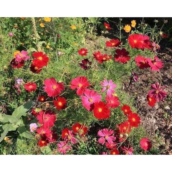 HẠT GIỐNG HOA SAO NHÁI KÉP MÀU ĐỎ - GÓI 1 GRAM