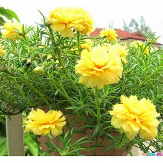 hạt giống hoa mười giờ mix nhiều màu