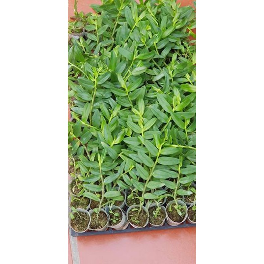 DÃ HẠC CHỚP MỸ HÀNG GIỐNG